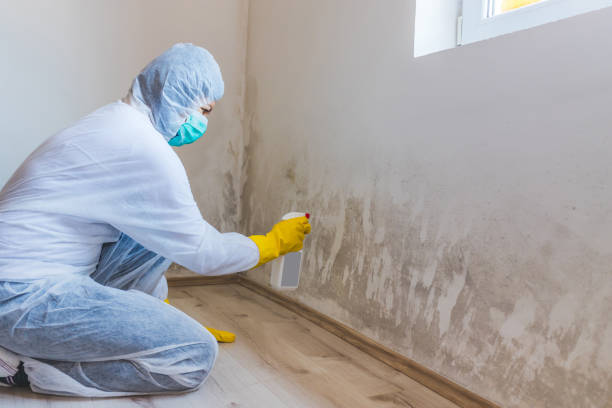 Licensed Mold Inspection service in Maplewood, NJ - WQB Mold Removal